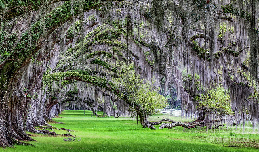 Canopy Trees South Carolina Photograph by Scott Moore
