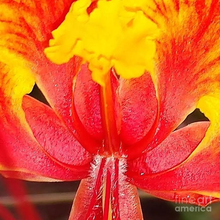 Canta, nature, yellow, red, flower, flora, abstract IMG_20190915_173248_530 Digital Art by Scott S Baker