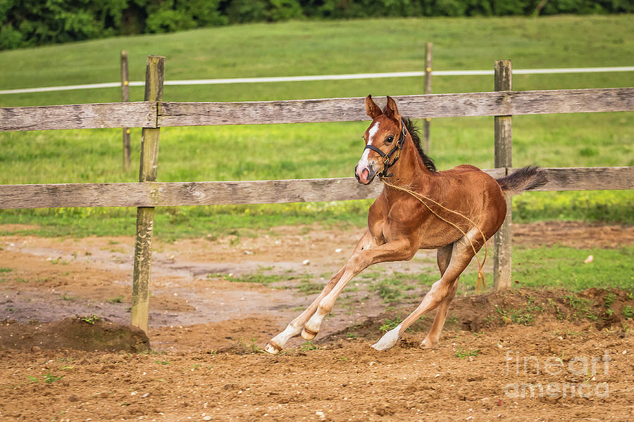 Cantering Foal Photograph by Kathy Sherbert