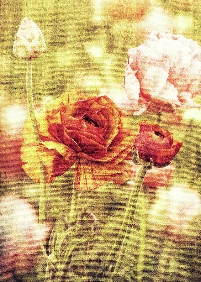 Canvas Like by Susan Campbell Canvas Like by Susan Campbell