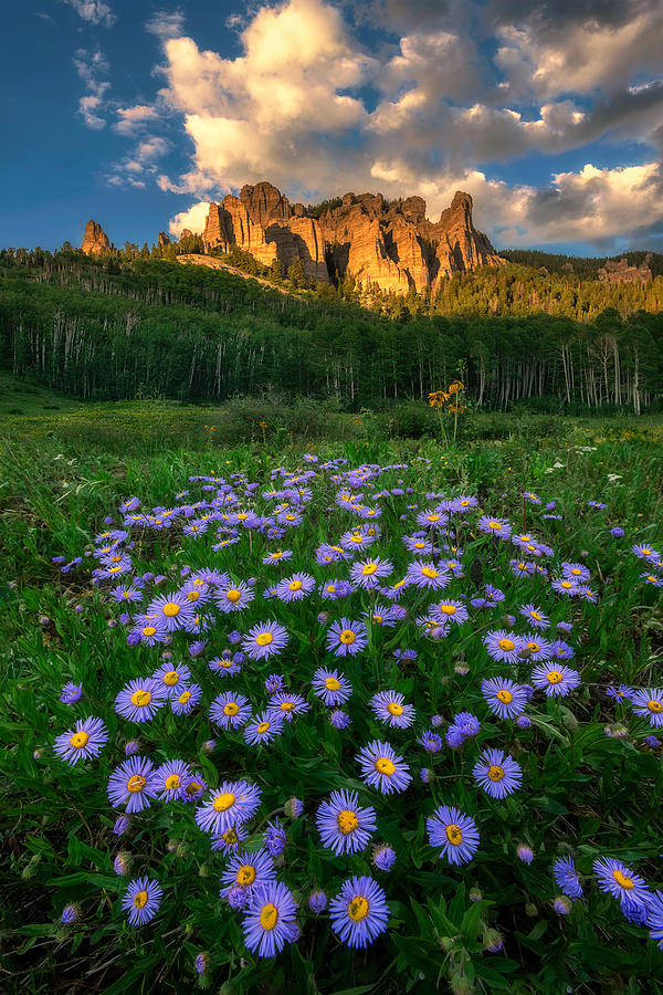 Canyon And Daisies Photograph by Mei Xu