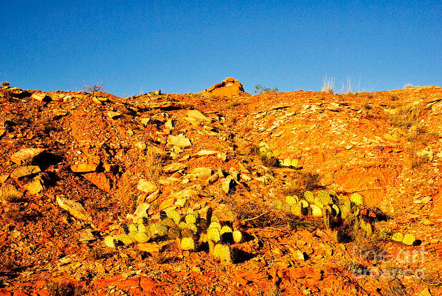 Canyon Cacti Photograph By Gary Richards Pixels   Canyon Cacti Gary Richards 