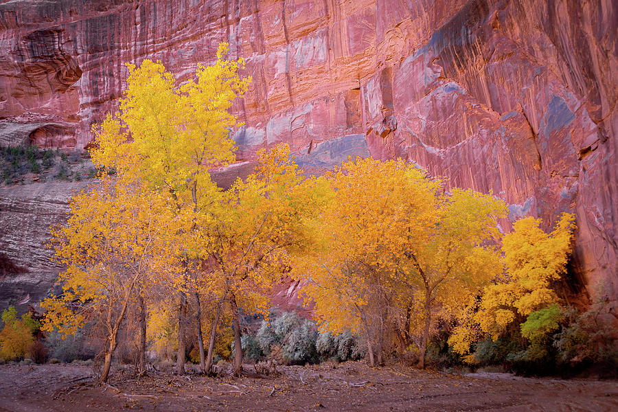 Canyon de Chelly Fall Colors 1812 Photograph by Kenneth Johnson
