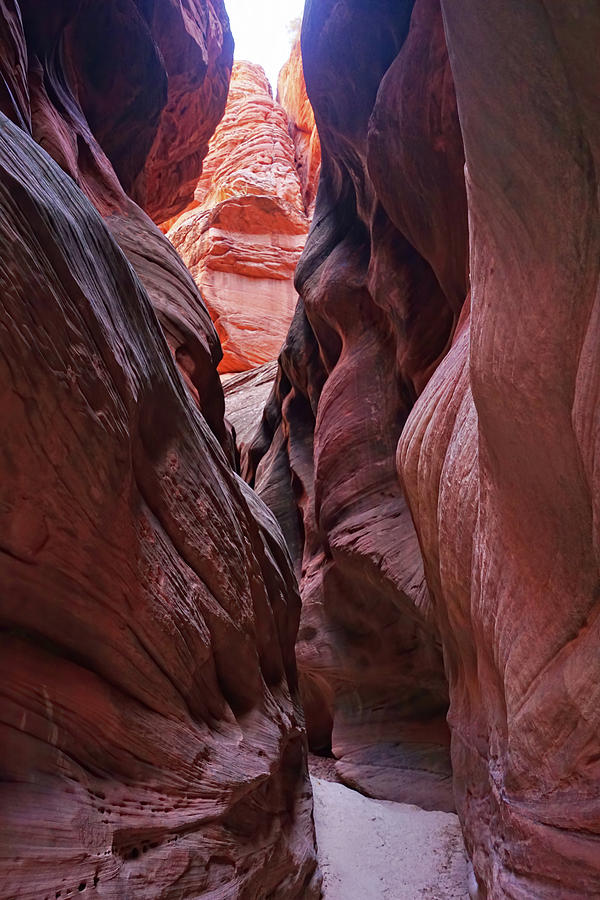Canyon Giants Photograph by Leda Robertson