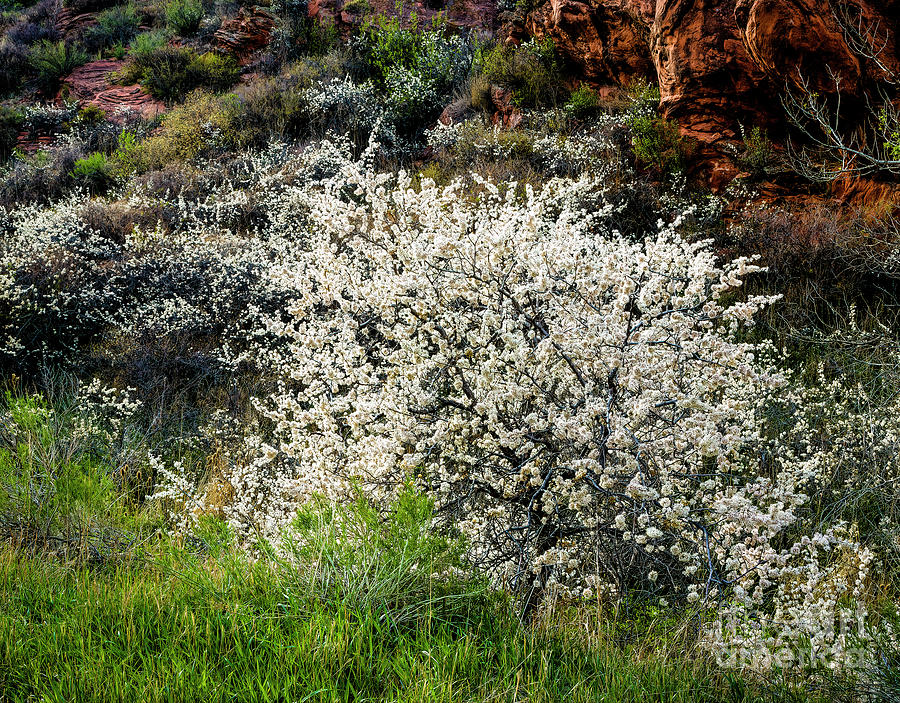 Canyon Spring Photograph by Jon Burch Photography