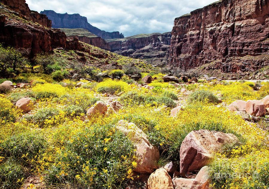 Canyon Wildflowers by Scott Kemper Canyon Wildflowers by Scott Kemper