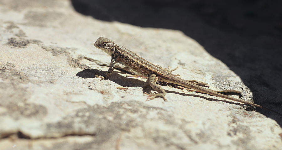 Lizard Photograph - Canyonland 19 by Gordon Semmens