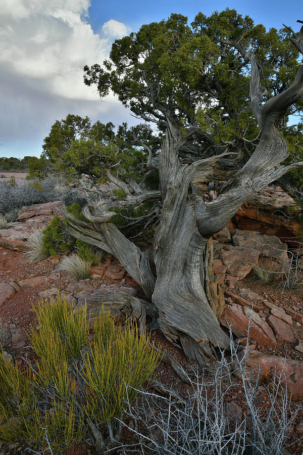 Canyonlands Juniper Photograph by Ray Mathis