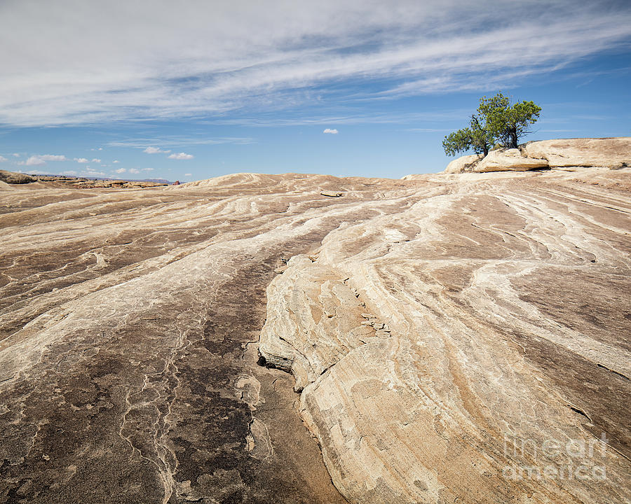Canyonlands Texture and Tree Photograph by Ernesto Ruiz