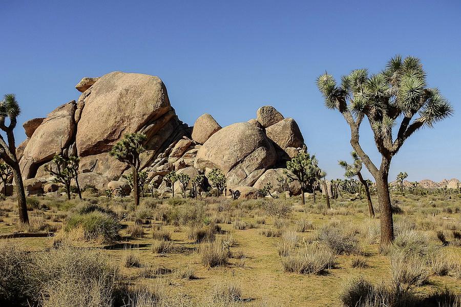 Cap Rock area, Joshua Tree National Park by NaturesPix Cap Rock area, Joshua Tree National Park by NaturesPix