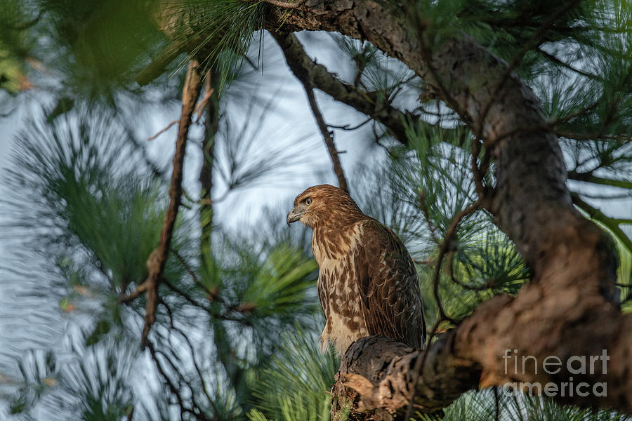 Capable Hunter - Red Tailed Hawk Photograph