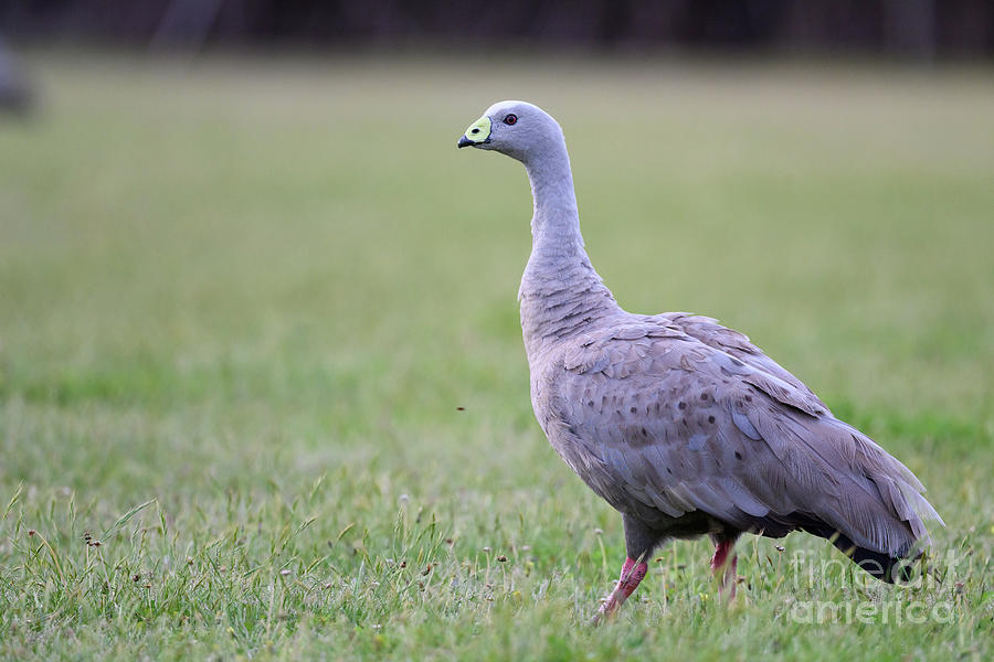 Nature Photograph - Cape Barren Goose by Dr P. Marazzi/science Photo Library