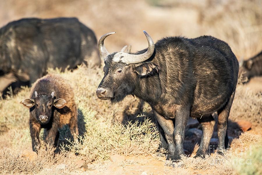 Buffalo Photograph - Cape Buffalo And Calf With Winter Coat by Peter Chadwick/science Photo Library