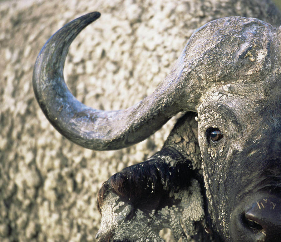 Cape Buffalo Bull Syncerus Caffer Photograph by James Warwick