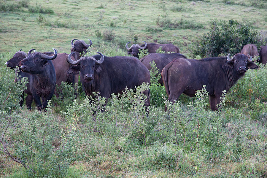 Cape Buffalo Circle to Defend against by Rolf Jacobson