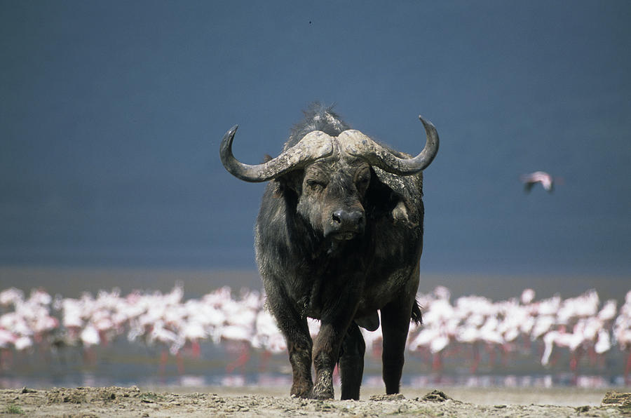 Cape Buffalo Photograph by David Cayless