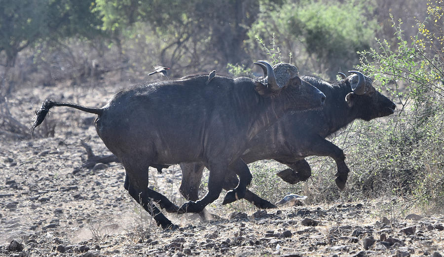 Cape Buffalo on a Mission Photograph by Ben Foster