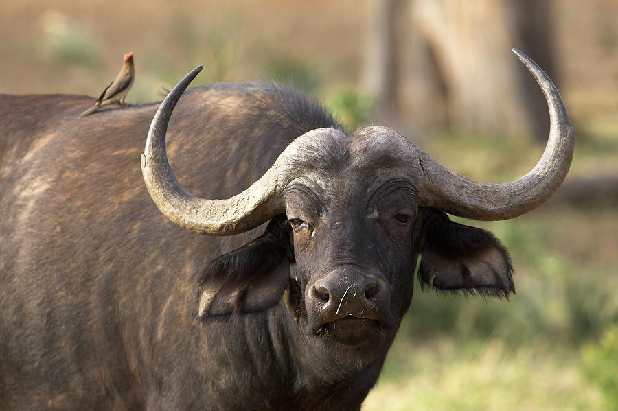 Nature Photograph - Cape Buffalo Portrait From Africa by Gp232