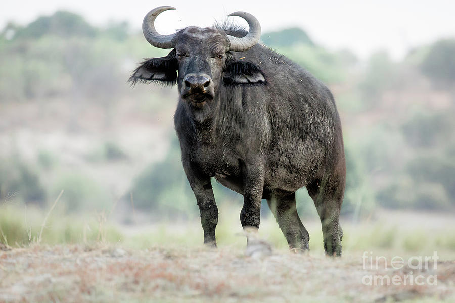 Cape Buffalo Photograph by Timothy Hacker