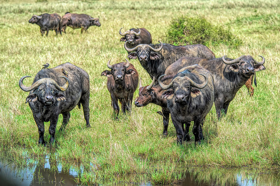 Cape Buffalo Photograph by Wade Aiken