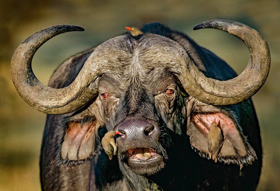 cape-buffalo-with-red-billed-oxpeckers-nakuru-kenya-photograph-by