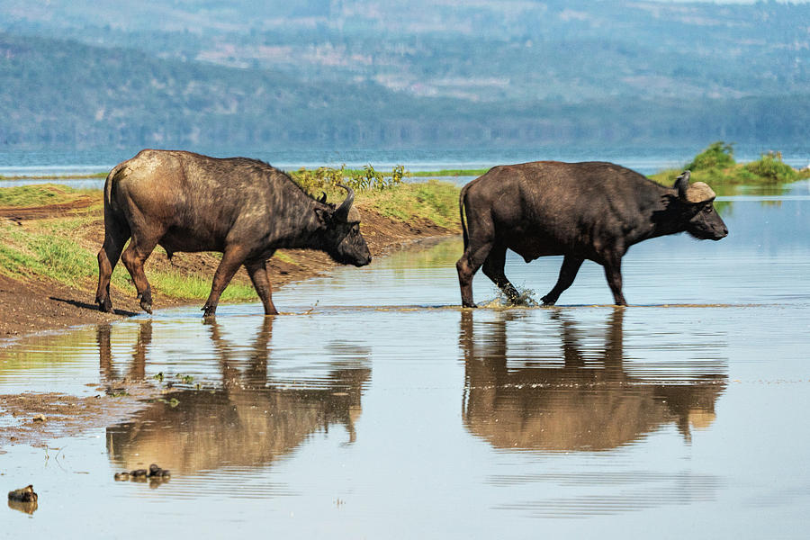 Cape Buffalos Fording a Stream Photograph by Betty Eich