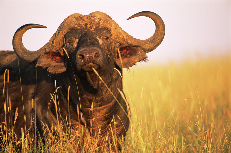 Cape Bull Buffalo Encounter Photograph by James Warwick