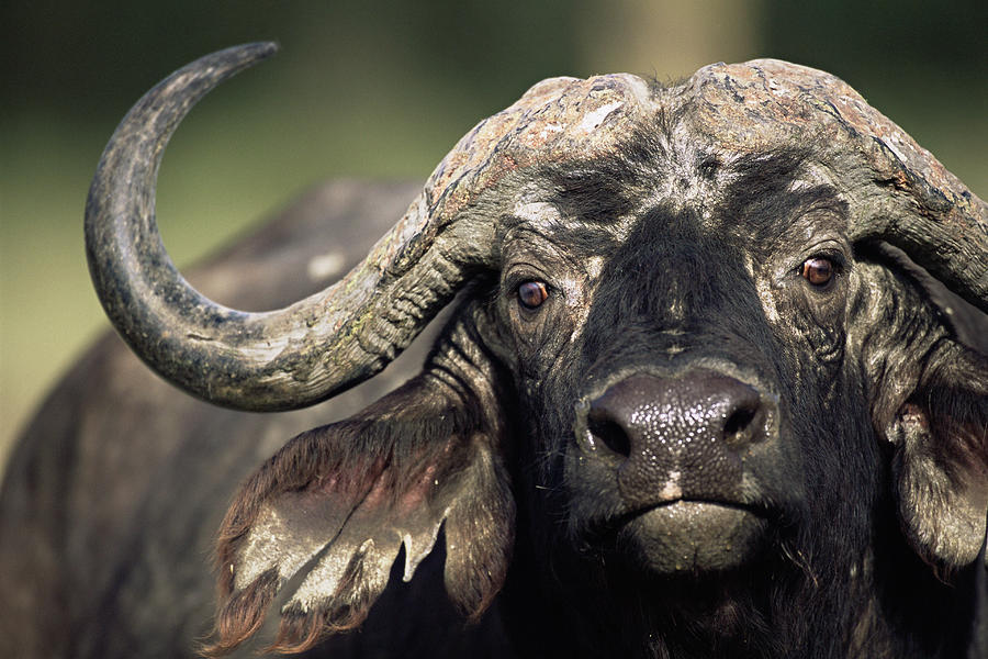 Cape Bull Buffalo Syncerus Caffer Photograph by James Warwick