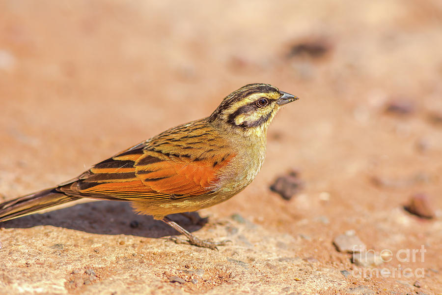 Cape Bunting bird Photograph by Benny Marty
