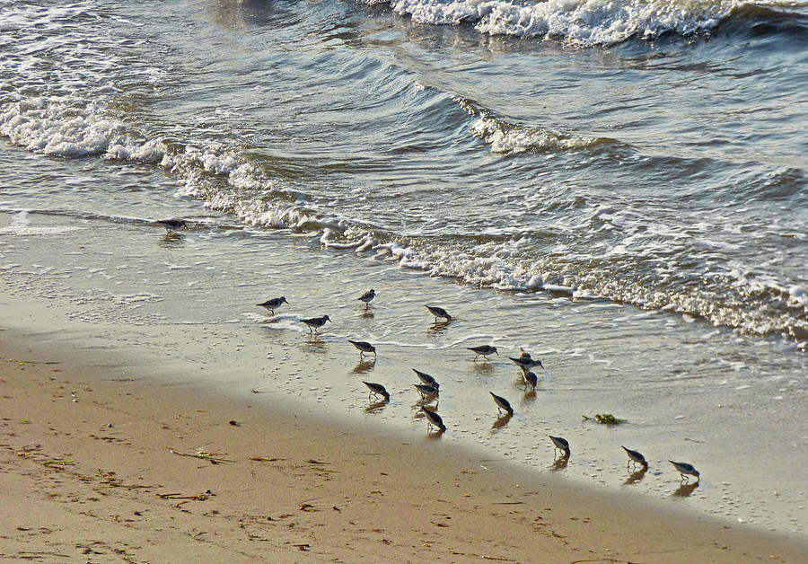Cape Cod Beach Photograph by Lyuba Filatova