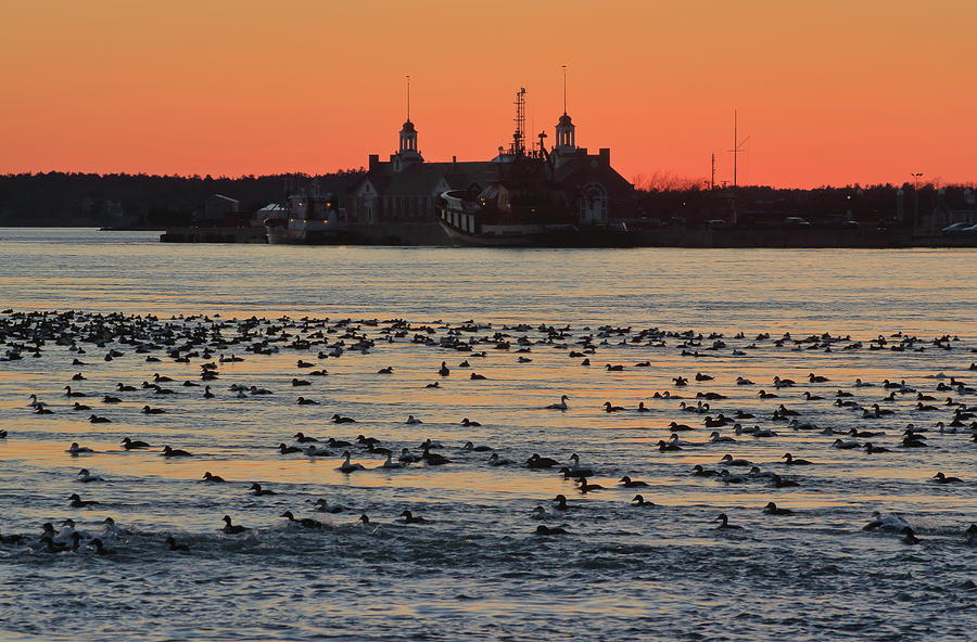 Cape Cod Canal Eider Ducks At Sunset Photograph