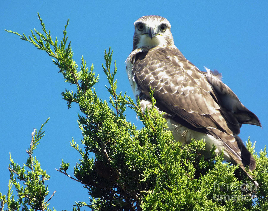 cape osprey