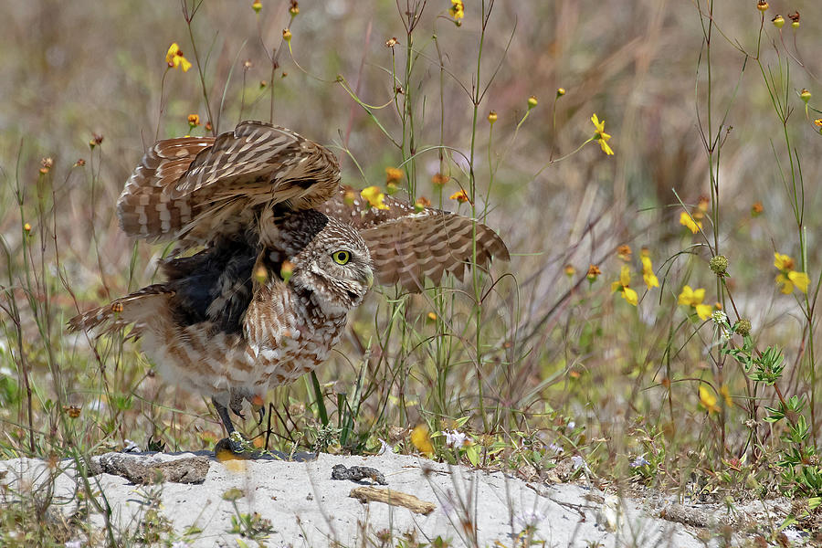 Cape Coral Burrowing Owl #1 Photograph by Mindy Musick King