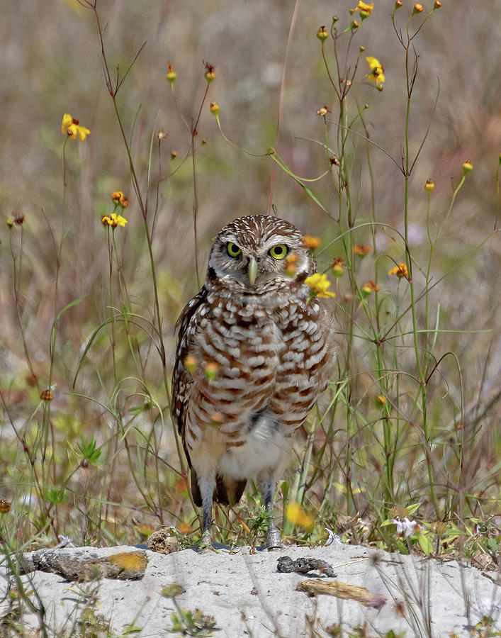 Cape Coral Burrowing Owl #2 Photograph by Mindy Musick King