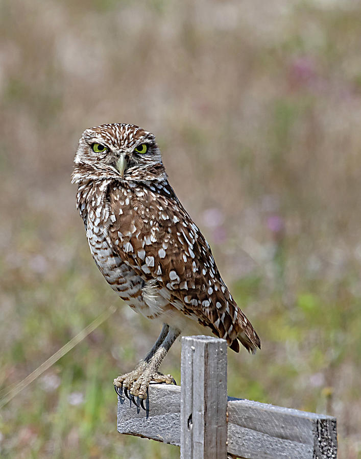Cape Coral Burrowing Owl #3 Photograph by Mindy Musick King