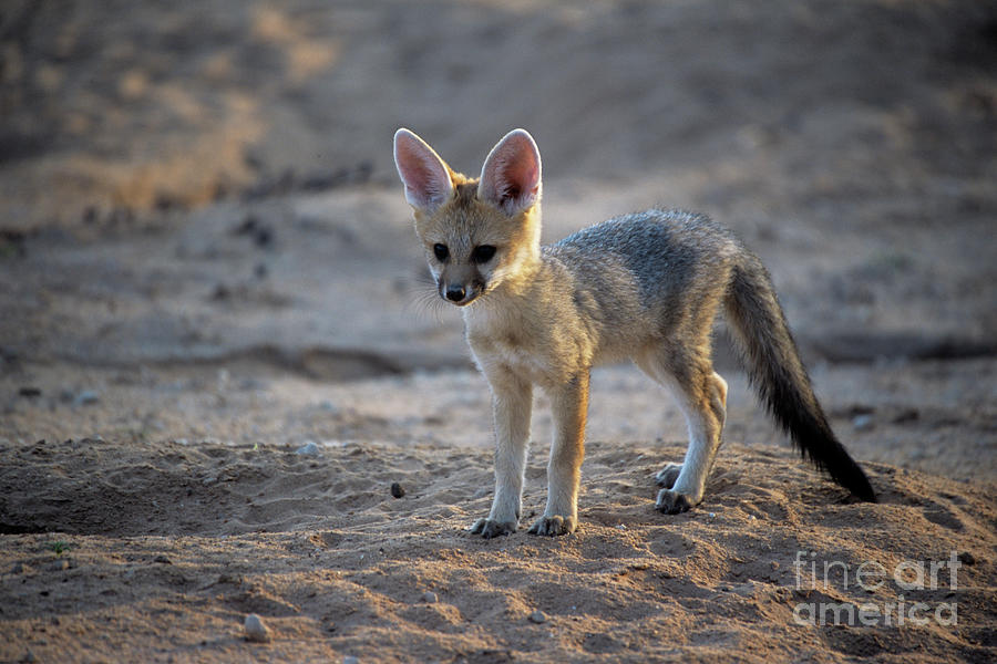 Cape Fox Pup by Peter Chadwick/science Photo Library