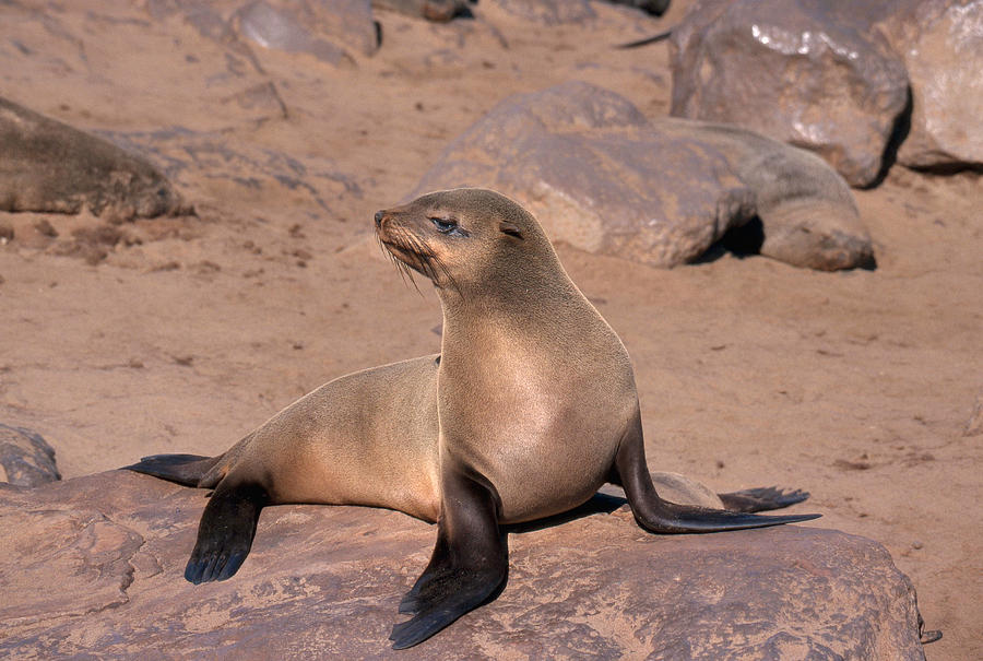 Cape Fur Seal Photograph by David Hosking