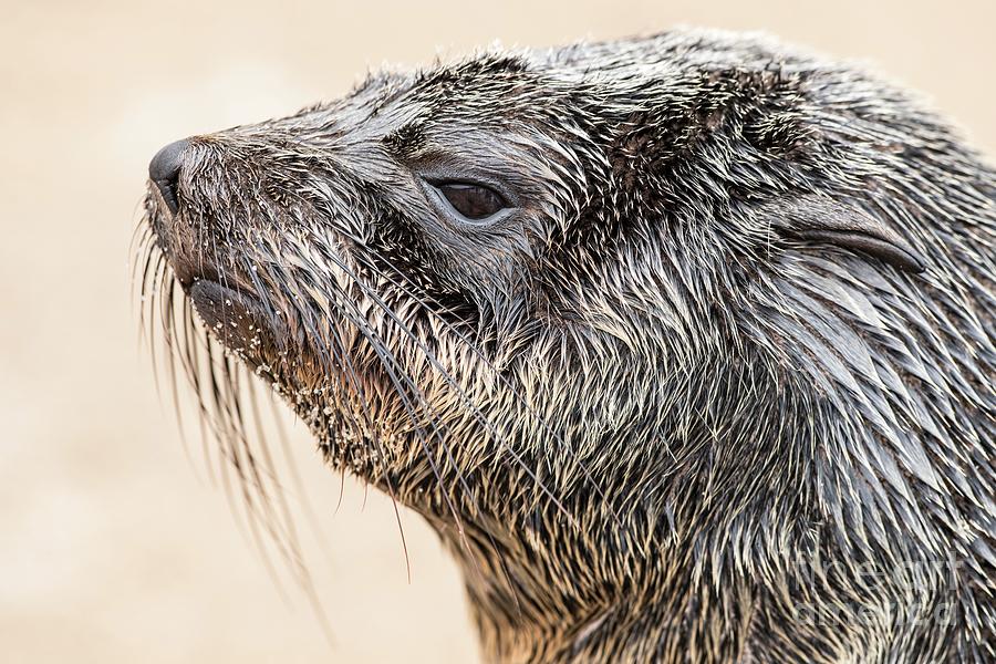 Cape Fur Seal Photograph by Tony Camacho/science Photo Library