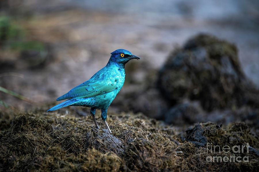 Nature Photograph - Cape Glossy Starling In Rhino Dung by Peter Chadwick/science Photo Library