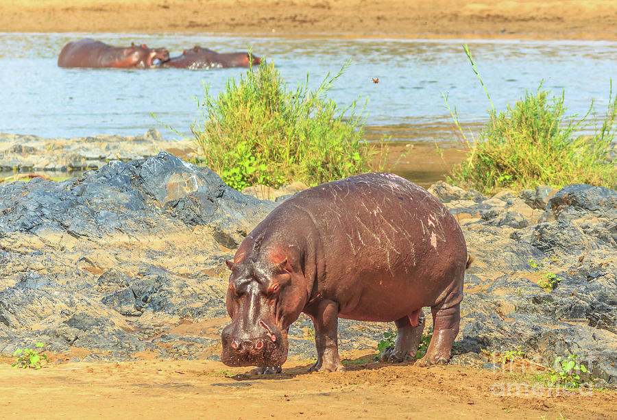 Cape hippopotamus Kruger Photograph by Benny Marty