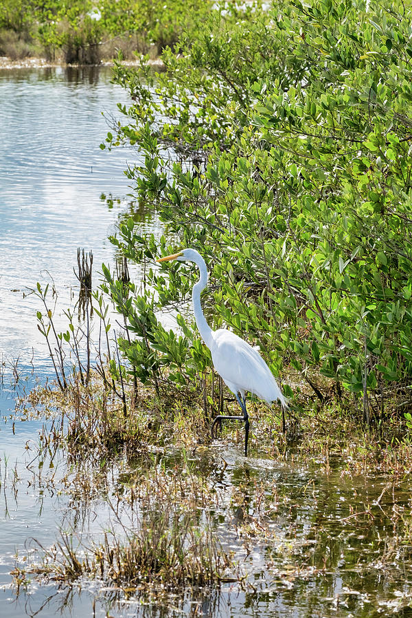 Cape Honeysuckle, Florida, USA Photograph by Lisa Engelbrecht - Fine ...