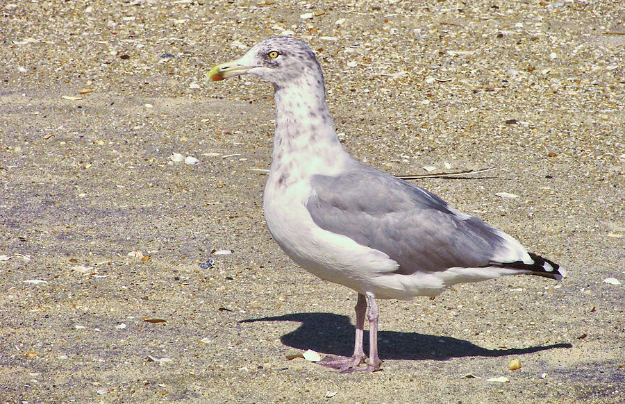 Cape May Seagull Photograph