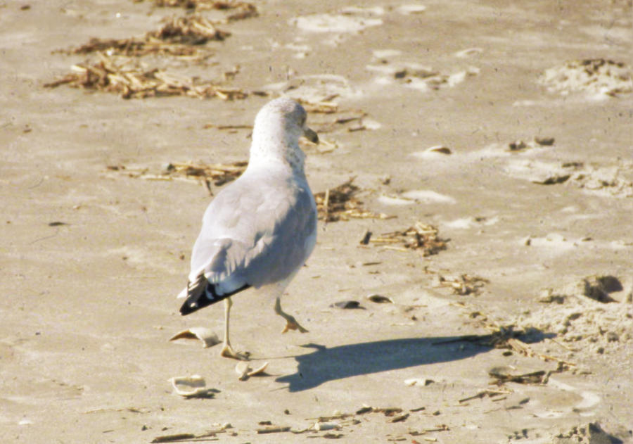Cape May Seagull Pace Photograph by JAMART Photography