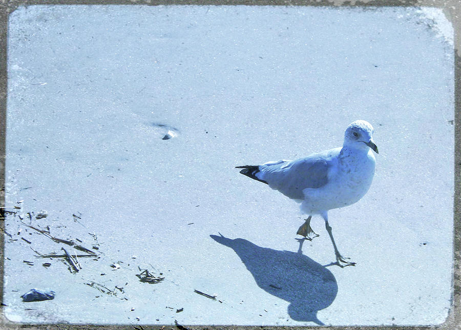 Cape May Seagull Shadow Photograph by JAMART Photography