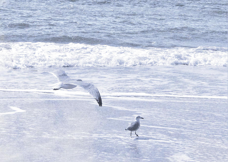 Cape May Seagulls Photograph by JAMART Photography