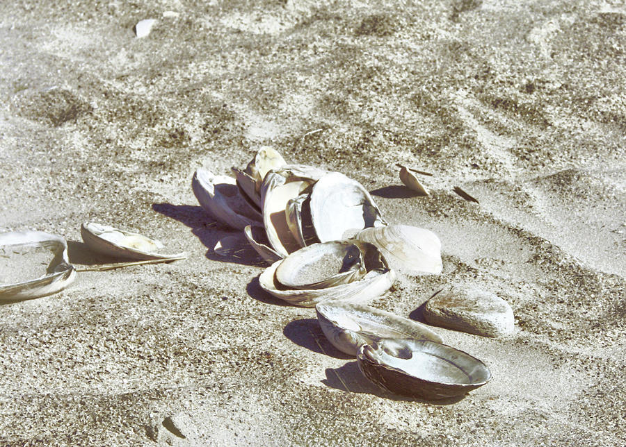 Cape May Shells Photograph by JAMART Photography