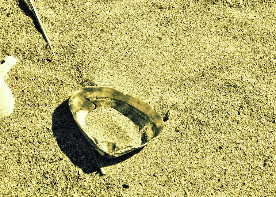 Cape May Taupe Shell  Photograph by JAMART Photography
