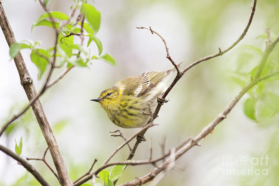 Cape May Warbler Series Photograph by Jeannette Hunt