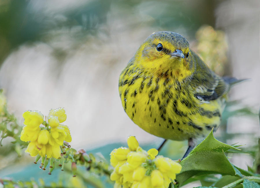Cape May Warbler Photograph by Joan Septembre