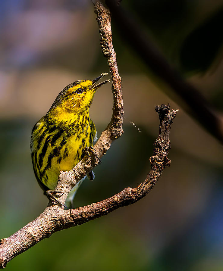 Warbler Photograph - Cape May Warbler / Male by Verdon